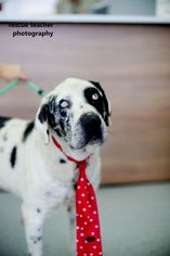 Daniff Dogs for adoption in Dallas, TX, USA