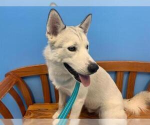 Siberian Husky Dogs for adoption in Ames, IA, USA