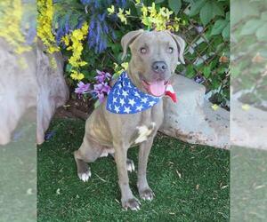 Unknown-Weimaraner Mix Dogs for adoption in Oklahoma City, OK, USA
