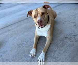 American Pit Bull Terrier Dogs for adoption in Chandler, AZ, USA