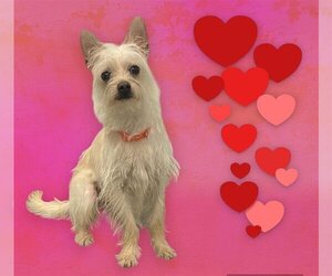 Cairn Terrier Dogs for adoption in Santa Clara, CA, USA