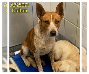 Mutt Dogs for adoption in San Antonio, TX, USA
