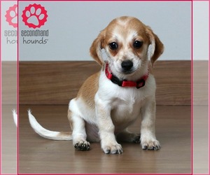 Chiweenie Dogs for adoption in Eden Prairie, MN, USA
