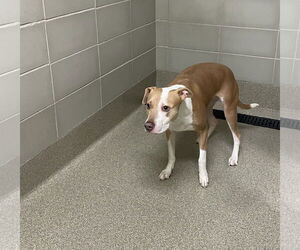 Mutt Dogs for adoption in Virginia Beach, VA, USA