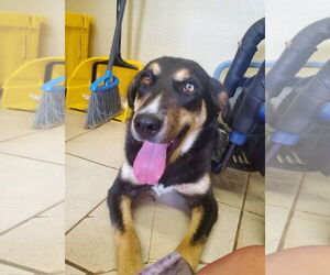 Medium Photo #1 Mutt Puppy For Sale in Amarillo, TX, USA