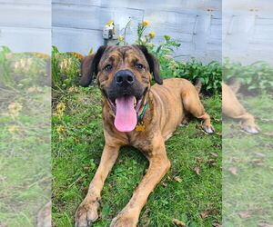 Labrottie Dogs for adoption in Minneapolis, MN, USA