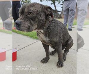 American Staffordshire Terrier-Unknown Mix Dogs for adoption in San Antonio, TX, USA