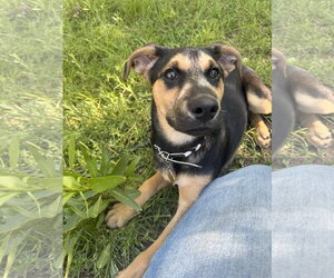 Shepweiller Dogs for adoption in Sandy, UT, USA