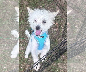 Mutt Dogs for adoption in Holly Springs, NC, USA