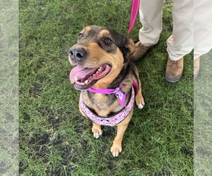 Mutt Dogs for adoption in Brooklyn Center, MN, USA