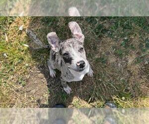 Catahoula Leopard Dog-Unknown Mix Dogs for adoption in McKinleyville, CA, USA