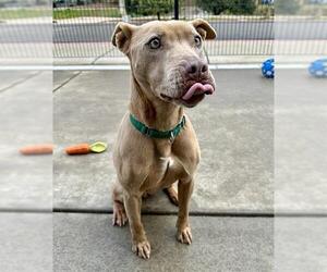 American Pit Bull Terrier Dogs for adoption in Sacramento, CA, USA