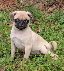 Pug Dogs for adoption in Cumming, GA, USA