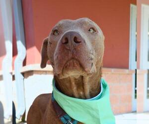 American Staffordshire Terrier Dogs for adoption in San Antonio, TX, USA