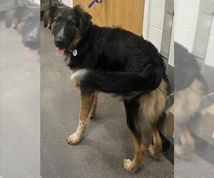 Australian Shepherd-Unknown Mix Dogs for adoption in Forestville, MD, USA