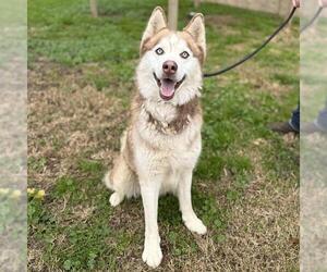 Siberian Husky-Unknown Mix Dogs for adoption in Modesto, CA, USA