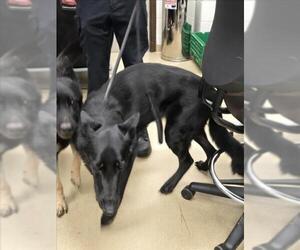 German Shepherd Dog Dogs for adoption in Derwood, MD, USA