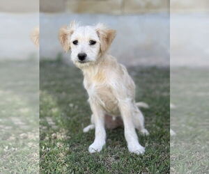 Poodle (Miniature)-Spaniel Mix Dogs for adoption in PIPE CREEK, TX, USA