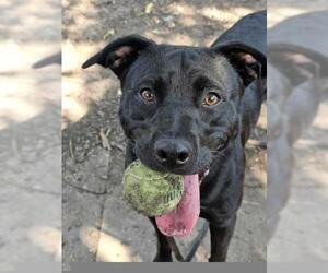 Mutt Dogs for adoption in Minneapolis, MN, USA