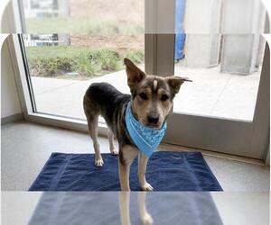 Siberian Husky-Unknown Mix Dogs for adoption in Orange, CA, USA