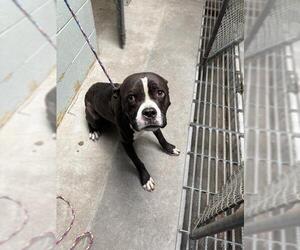 American Pit Bull Terrier Dogs for adoption in Stockton, CA, USA