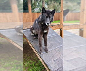 German Shepherd Dog-Huskies  Mix Dogs for adoption in Alturas, CA, USA