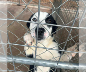 Border Collie-Unknown Mix Dogs for adoption in Westwood, NJ, USA