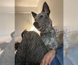 Texas Heeler Dogs for adoption in Ogden, UT, USA