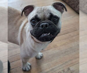 Pug-Unknown Mix Dogs for adoption in Brooklyn Center, MN, USA