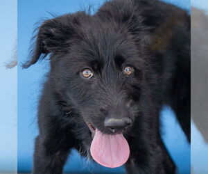 Mutt Dogs for adoption in Pasadena, CA, USA