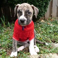 American Pit Bull Terrier Dogs for adoption in New York City, NY, USA