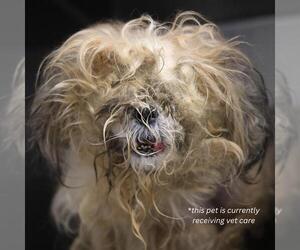 Shih Tzu-Unknown Mix Dogs for adoption in San Antonio, TX, USA