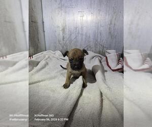 Chihuahua-Unknown Mix Dogs for adoption in San Antonio, TX, USA