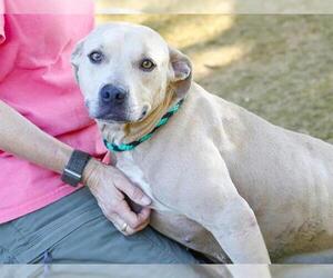 American Staffordshire Terrier-Unknown Mix Dogs for adoption in Tallahassee, FL, USA