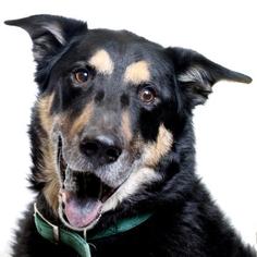 Shepweiller Dogs for adoption in Truckee, CA, USA
