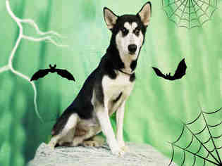 Alusky Dogs for adoption in Sugar Land, TX, USA