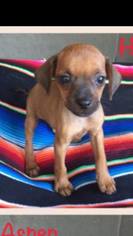 Chiweenie Dogs for adoption in Lindale , TX, USA