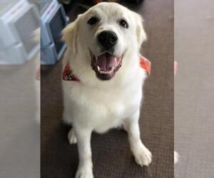 Great Pyrenees Dogs for adoption in COLUMBIA, MD, USA