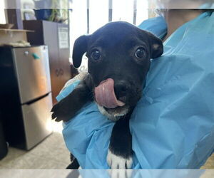 American Staffordshire Terrier-Unknown Mix Dogs for adoption in Raleigh, NC, USA