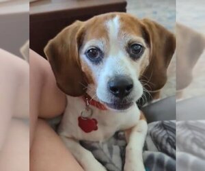 Beagle Dogs for adoption in Las Vegas, NV, USA