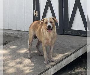 Labrador Retriever-Unknown Mix Dogs for adoption in San Antonio, TX, USA