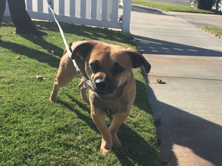 Puggle Dogs for adoption in Newport Beach, CA, USA
