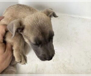 Black Mouth Cur-Unknown Mix Dogs for adoption in Houston, TX, USA