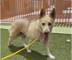 German Shepherd Dog-Unknown Mix Dogs for adoption in Las Vegas, NV, USA