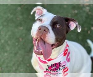 American Pit Bull Terrier Dogs for adoption in Charlotte, NC, USA