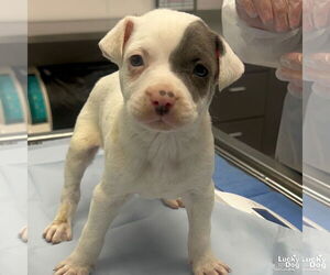 Labrador Retriever-Unknown Mix Dogs for adoption in Washington, DC, USA