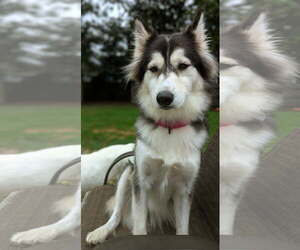 American Eskimo Dog-Huskies  Mix Dogs for adoption in Oakhurst, NJ, USA