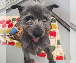 Skye Terrier-Unknown Mix Dogs for adoption in Chico, CA, USA