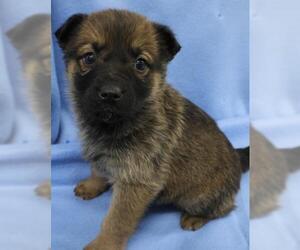 Mutt Dogs for adoption in Thief River Falls, MN, USA