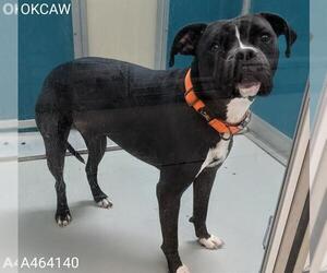 Boxer-Staffordshire Bull Terrier Mix Dogs for adoption in Oklahoma City, OK, USA